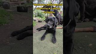 Цитаты о собаках./quotes about dogs #shorts