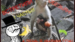 VLOG: 1 ЧАСТЬ. ВСТРЕТИЛИ ОБЕЗЬЯН! КУПАЕМСЯ В ВОДОПАДЕ! 4 ДЕНЬ В ИНДИИ! ГОА!