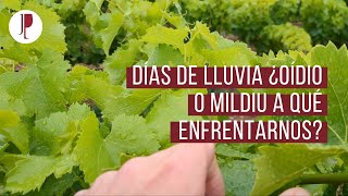 Días de lluvia ¿oídio o mildiu a qué enfrentarnos?