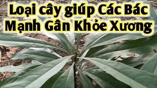 Bài thuốc giúp Mạnh gân khỏe xương, trị đau nhức xương khớp. PHAN HẢI Vlog