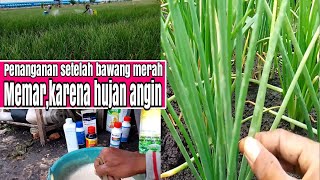 sidak di lokasi tanaman bawang merah,yang kemarin terjadi hujan angin di kecamatan gondang,Nganjuk