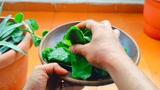 Brahmi leaves chutney.