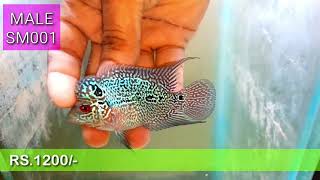 Good quality flowerhorns for sale - SM AQUA GARDEN (6369590995)