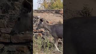 Deer     #alwar #rajasthan #shortvideo #trendingshorts