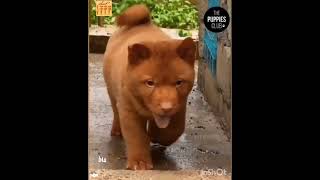 #Shorts funny animals, prank, приколы с животными, смешные животные, приколы 2022