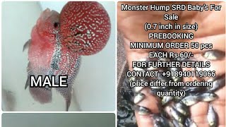 Monster hump srd babys for sale