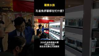 孔雀魚評審都在忙什麼 2024年9月14-15日，孔雀魚競美大賽就在台北市松山文創園區