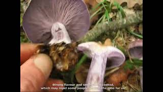 Rhodopaxillus nudus. Champimaginatis. English Text.