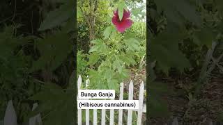 Bunga Ganja!!! Hibiscus cannabinus!! Kenaf!! #viralvideo #ganja #cannabisdaily