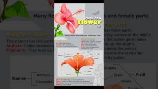 Parts of A : Flower #upsc  #ssc  #bpsc #shorts  #trendingshorts #flowers