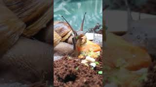 Giant African Landsnail "teeth"