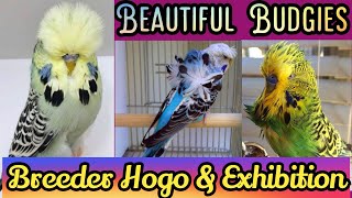 Budgies Mutation In Pakistan | Budgies Price | Bajri Bird