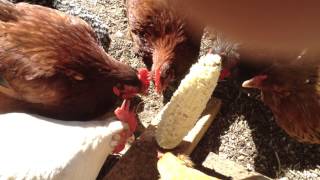 Chicken Treats -  Eating Corn on the Cob Upright Stand - Perfectly Every Time!!!!!!