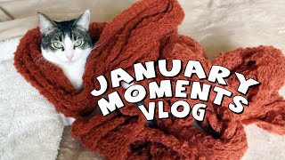 January moments - lots of cats!