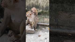 Monkey Play 🐒 #youtubeshorts #monkey #monkryvideo #wildanimals