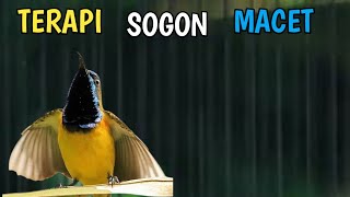 TERAPI SOGON MACET❗❗ PANCINGAN UNTUK SOGON MACET BIAR GACOR