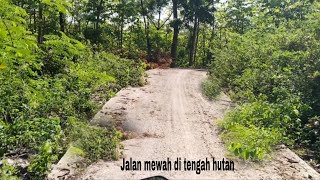 jalan mewah di tengah hutan/Sepi/Terus yg lewat siapa/gak ketemu orang sama sekali