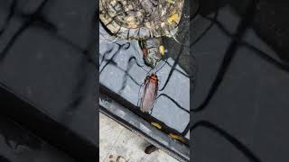 Male red-eared slider each giant water bug cockroach for breakfast.