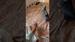 Rocky kabutar kesa he #pigeon #viralvideos #youtubeshort