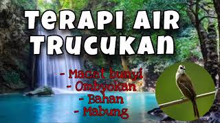 Suara burung trucukan bahan ombyokan dan air mengalir Macet bunyi,bahan,ombyokan,mabung agar gacor