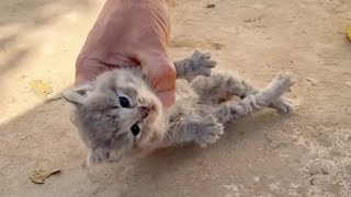 The kitten lay stiff from breathing difficulties until a young man found him and performed CPR.💖💖💖