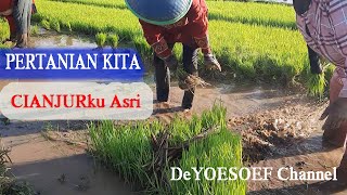 PERTANIAN KITA | CIANJUR KU ASRI | USAHA BERAS