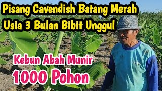 Pisang Cavendish Batang Merah || Usia 3 Bulan Milik Abah Munir 1000 Pohon ||