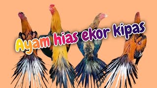 ayam bangkok ekor kipas