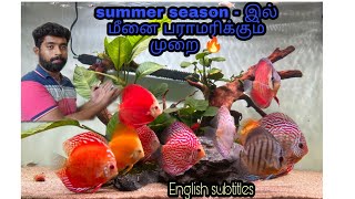 summer season - இல் மீனை பராமரிக்கும் முறை 🔥| summer season fish care | @aquapetsfarmtamil4785