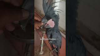 BURUNG KAKAK TUA RAJA JINAK MANTAP #shorts