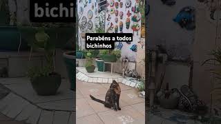 #cat #adoteumgato #gatos #adote #pets #reflexaoelgato #viralvideo #edits #bichos #amor #feedshorts