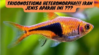 TRIGONOSTIGMA HETEROMORPHA !!! ( Ikan Rasbora Harlequin )