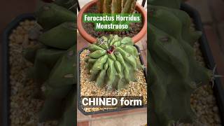 FEROCACTUS HORRIDUS🫠 | Forma CHINED, muy bonita y rara!!💚🌵