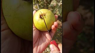 Fruits farming 🍑🍐🥝🥑🍏 #seasonal #fruitfarming #fruitharvest #satisfying @gardening_lover7469