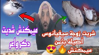 شديت دكر واعر 😍 وشريت زوجة سيفيانوس أصيلة لون نادر بثمن ميمكنش 🤯🤯🤯 توليعة فالحمام