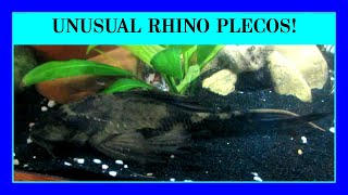 Episode 46:  Exotic Rhino Crocodile Plecos. (aka Chocolate Plecos) Beautiful Fish!