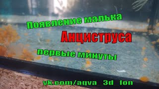 Малек Анциструса. Первые минуты.