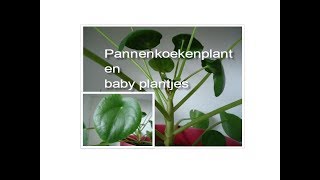 Mijn Pannenkoekenplant en baby plantjes