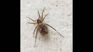 Wolf spider carrying baby spiders #spider #baby