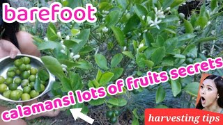 barefoot / how to harvest calamansi? Secret to maintain the next fruitfulness