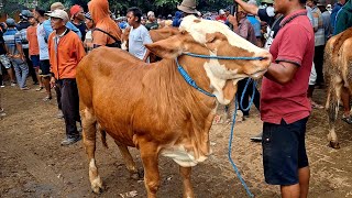 12500‼️SIMENTAL DORO SUPER || Harga sapi betina turunn || Pasar Tuban