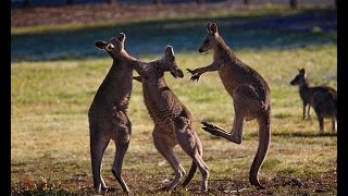 Kangaroos Fight For The Attention Of Female Kangaroos