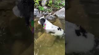 Wilfrid the water pup #bernedoodle #dog #doglover #swimmingdog  #cottagecore #cottagelife