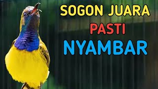 PANCINGAN SOGON MENTAL JUARA PASTI LANGSUNG GACOR NYAUT