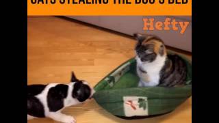 Cats stealing the dog's bed