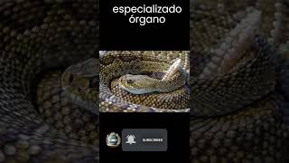 El Sonido Misterioso de la Serpiente Cascabel.