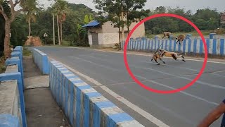 angry langur attacking another langur and fight #shorts #trending #funny #india