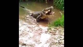 QUELÔNIO FAZENDO PARTE DA DIETA DE UM JACARÉ