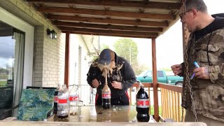 Diet Coke and Mentos challenge Mosh_Bros