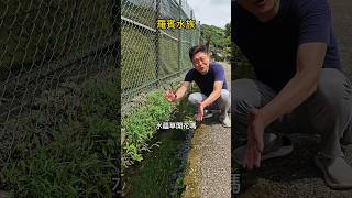 你看過水蘊草開花嗎？